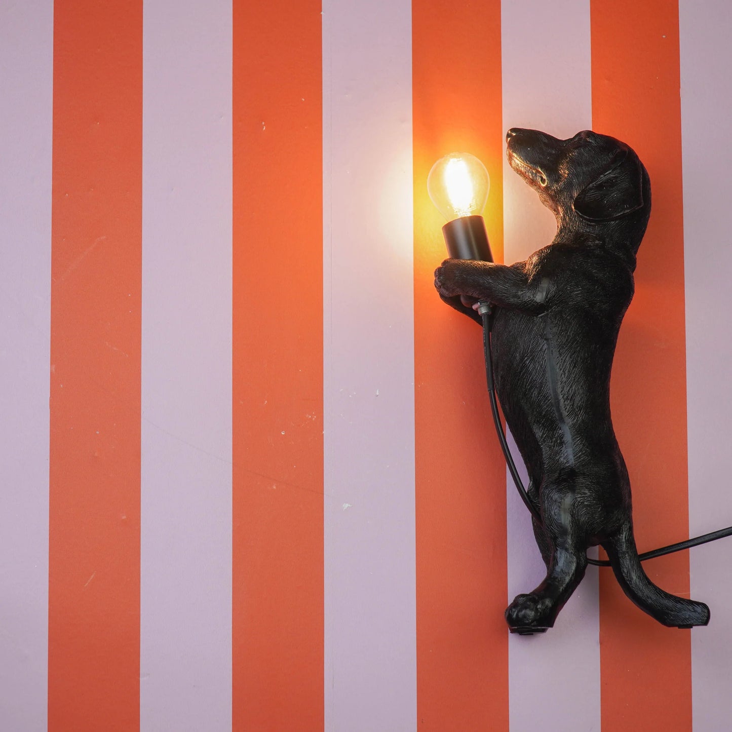 Mäyräkoira-pöytävalaisin, Musta